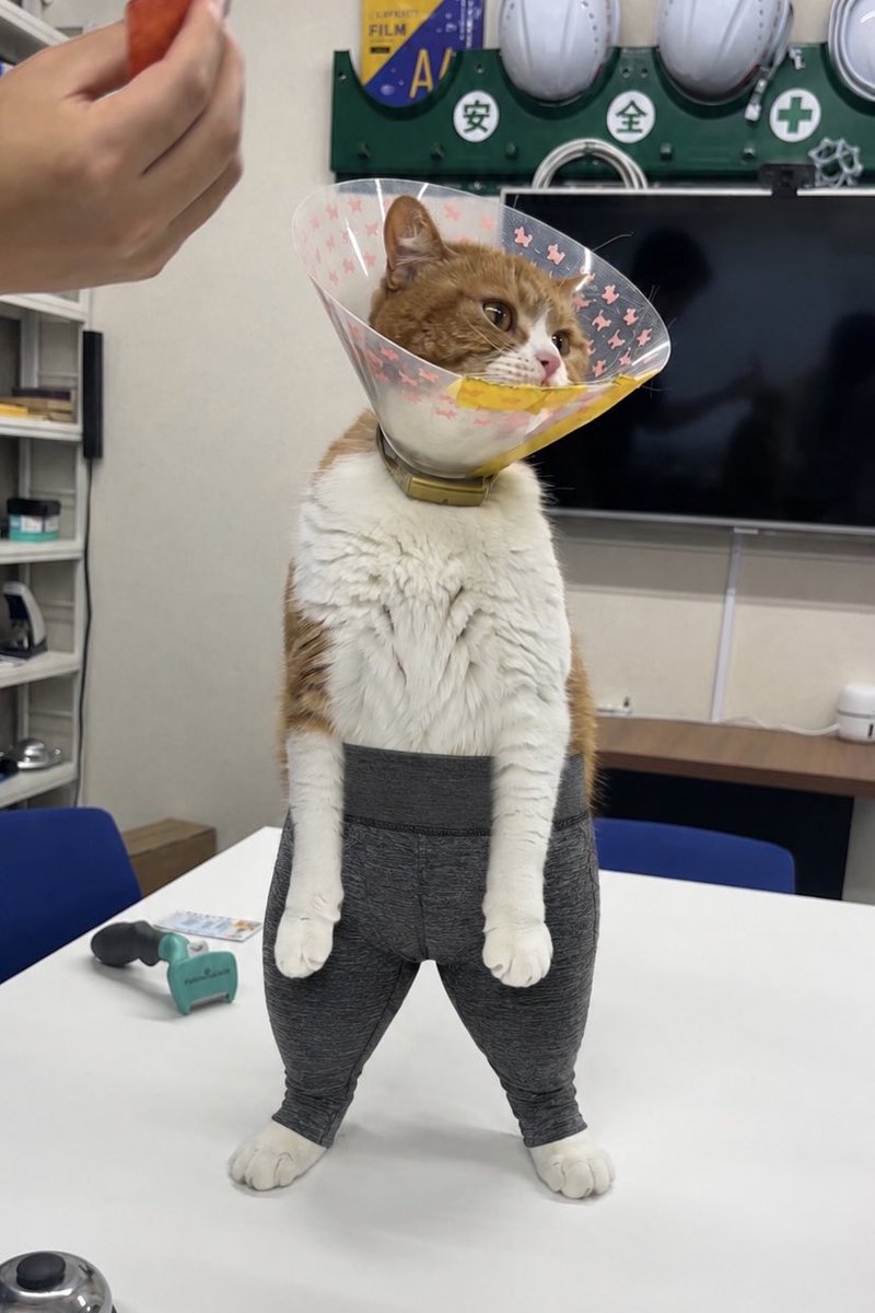 aokimarke's tweet photo. ヨガパンツ似合い過ぎ男🐈👑 https://t.co/uqR1ynTMij