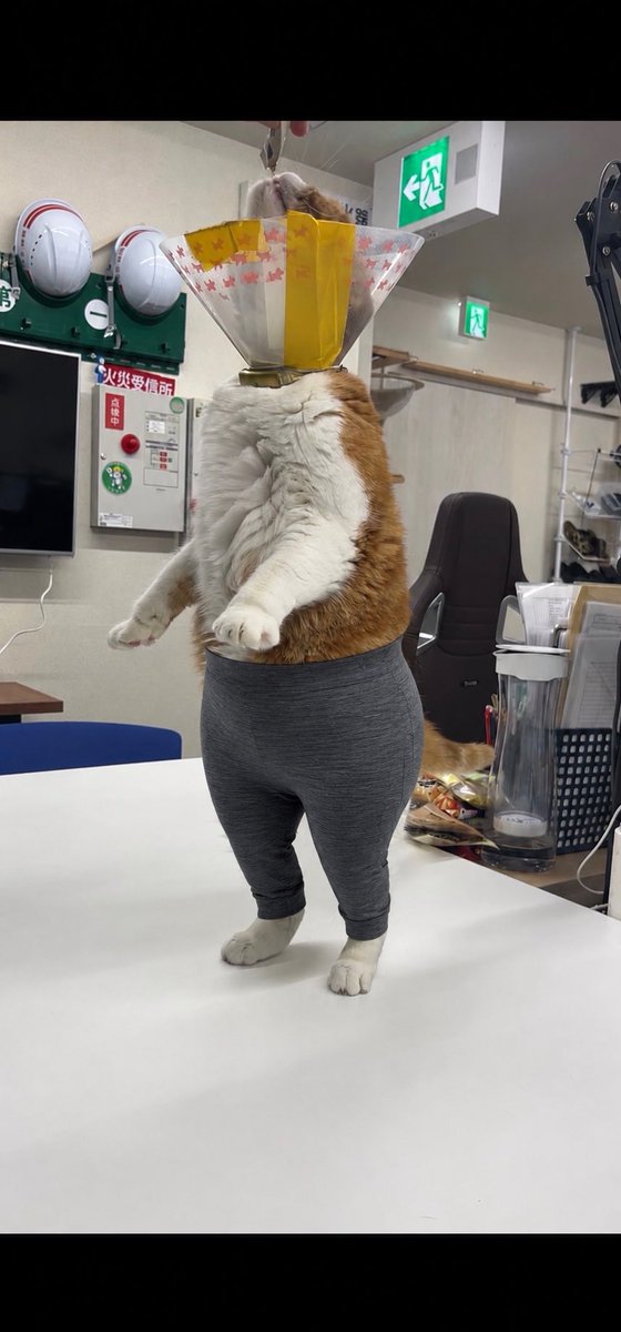 aokimarke's tweet photo. ヨガパンツ似合い過ぎ男🐈👑 https://t.co/uqR1ynTMij