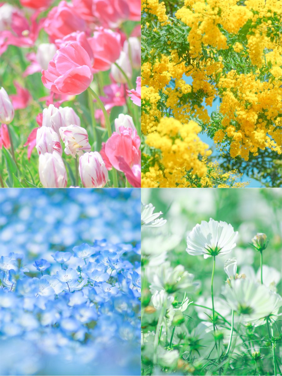 66___boc's tweet photo. #三成殿の引用リポスト祭り

今月もSTARTです▶️

カラフルなお花が
あなたの心を癒しますように🌷

今回の引用リポスト祭りも皆さまにとって
楽しい時間になりますように🫧 https://t.co/ToUv7Nt0Yl