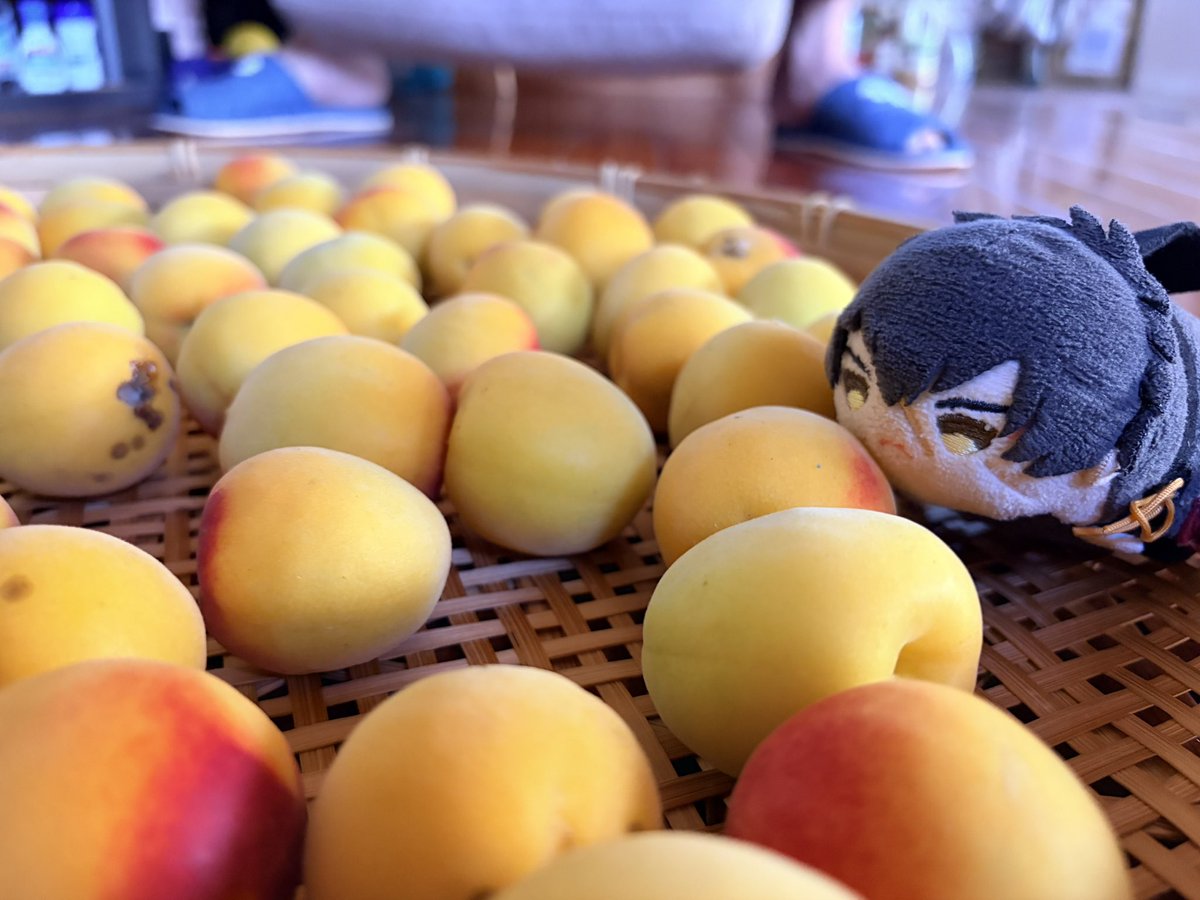 studyaji's tweet photo. 始まりました、梅仕事2026 https://t.co/wkNb7zz490