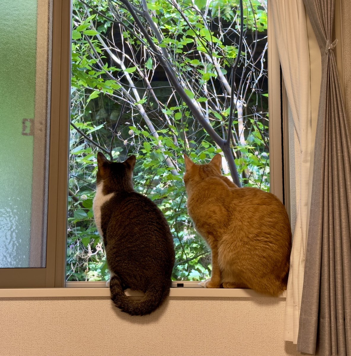mituko0129's tweet photo. 仲良くハトさんを観察するふたり

#保護猫
#茶トラ男子
#キジ白女子 https://t.co/EVsTxOaPE3