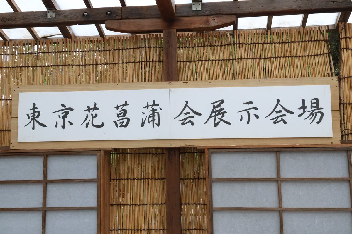 eireinikotaeru's tweet photo. ＃靖国神社 では、6月6日(土)～14日(日)の間 ＃東京花菖蒲会 による ＃奉納花菖蒲展 が開催されます。
＃花菖蒲  は、菖蒲湯に使われる菖蒲とは別の植物で、花言葉は、信頼、情熱、優雅等々
開花期が短いため、この時期に合わせて開花させるにはご苦労があるようです。
最終日には販売会も行われます。 https://t.co/guVkLOSV8i
