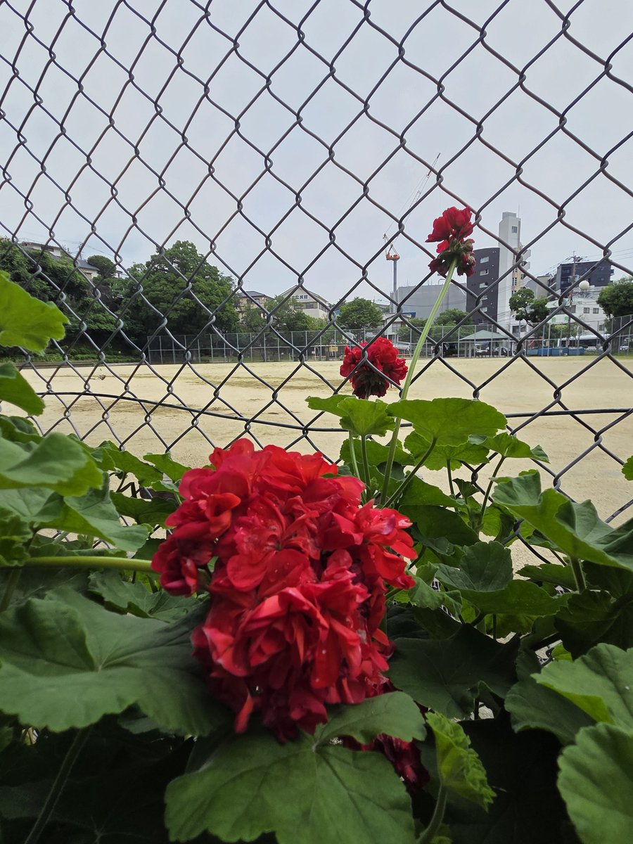 raian36's tweet photo. おはようございます
長崎は曇りです。気温25°C🌡
素敵な金曜日になりますように🍀😊☁️✨
 #おはようございます
 #あさんぽ
 #長崎
 #花の写真 https://t.co/ac3BdwZZVE