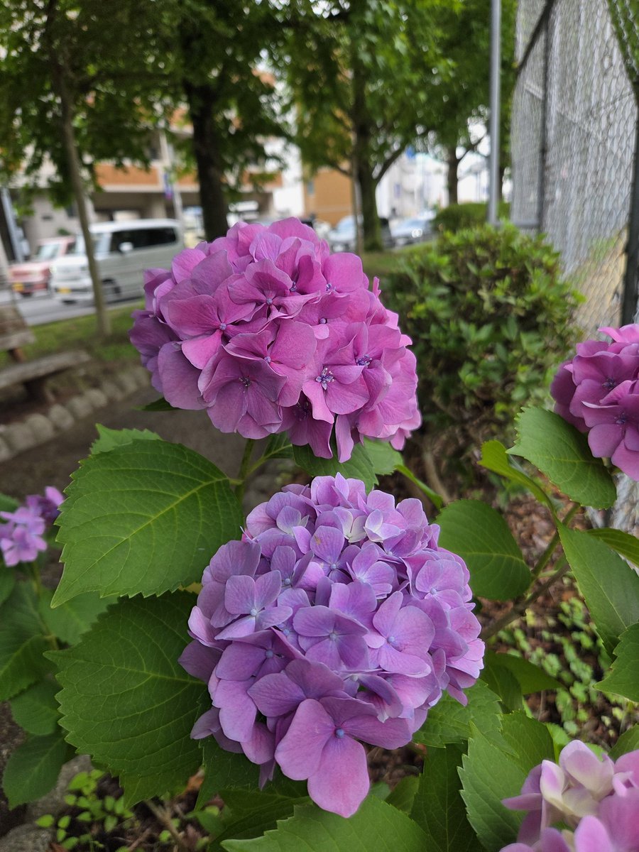 raian36's tweet photo. おはようございます
長崎は曇りです。気温25°C🌡
素敵な金曜日になりますように🍀😊☁️✨
 #おはようございます
 #あさんぽ
 #長崎
 #花の写真 https://t.co/ac3BdwZZVE