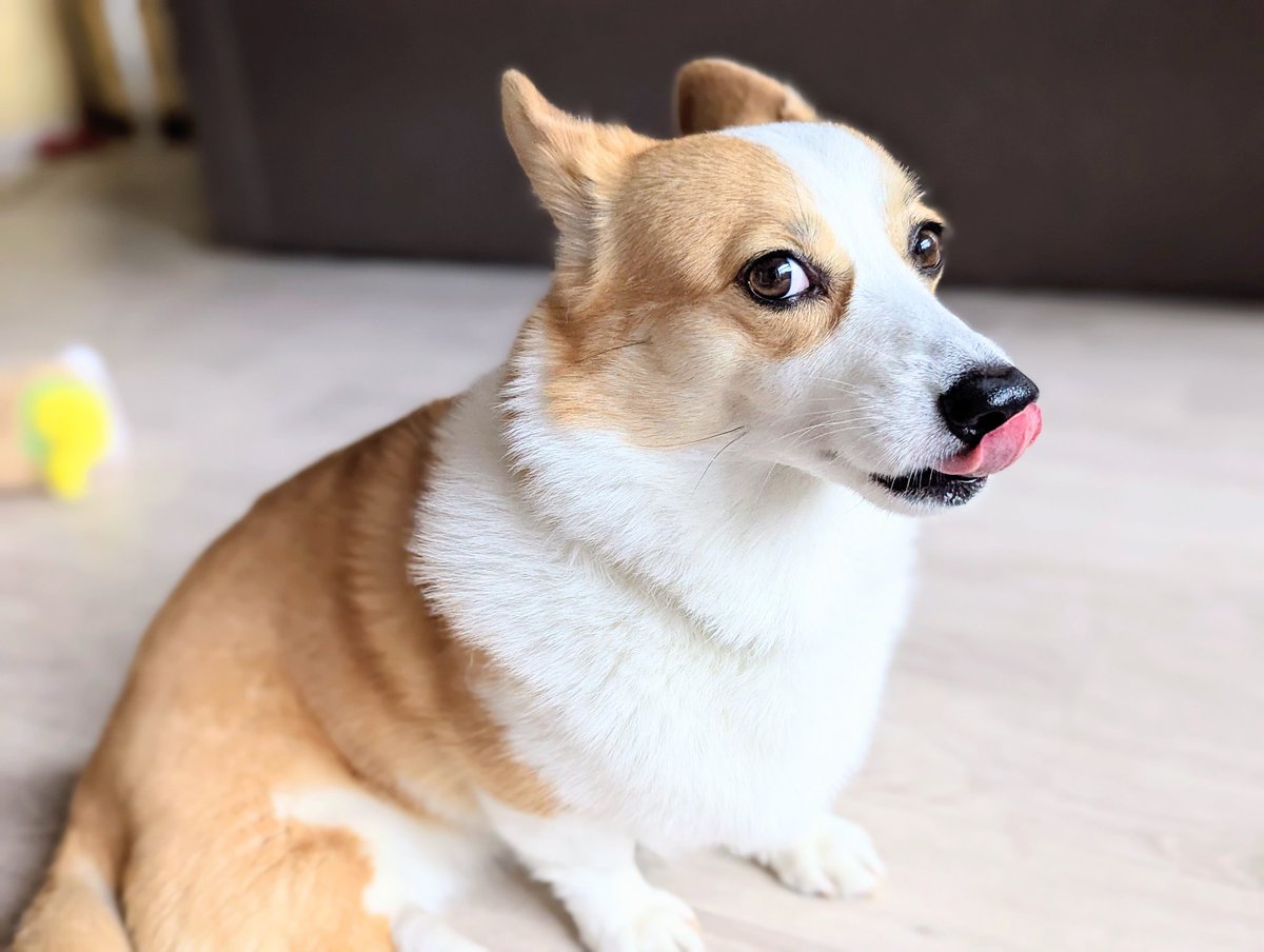 CorgiRunn's tweet photo. 食後のぺろりタイム
#コーギー https://t.co/9qwZBEr10U