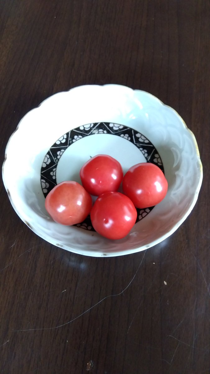 chyabe53's tweet photo. ベランダ菜園　
ミニトマト初物収穫トマトの味が濃くてトマトトマト https://t.co/PWPvoXksA8