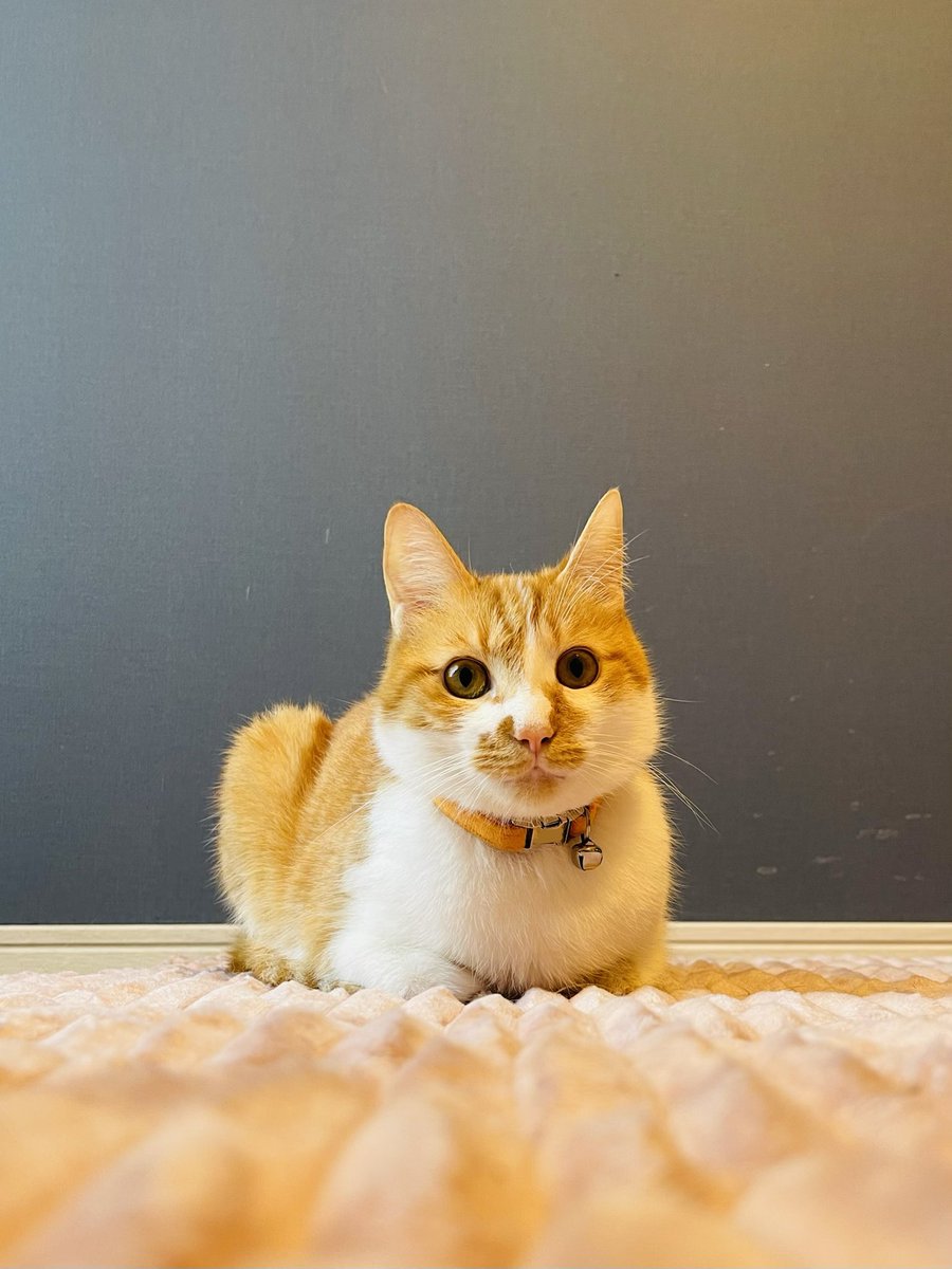 hiroha_jp's tweet photo. きょうもかわいいね🫶
#ひろはのねこ https://t.co/9qjctKX6Ja