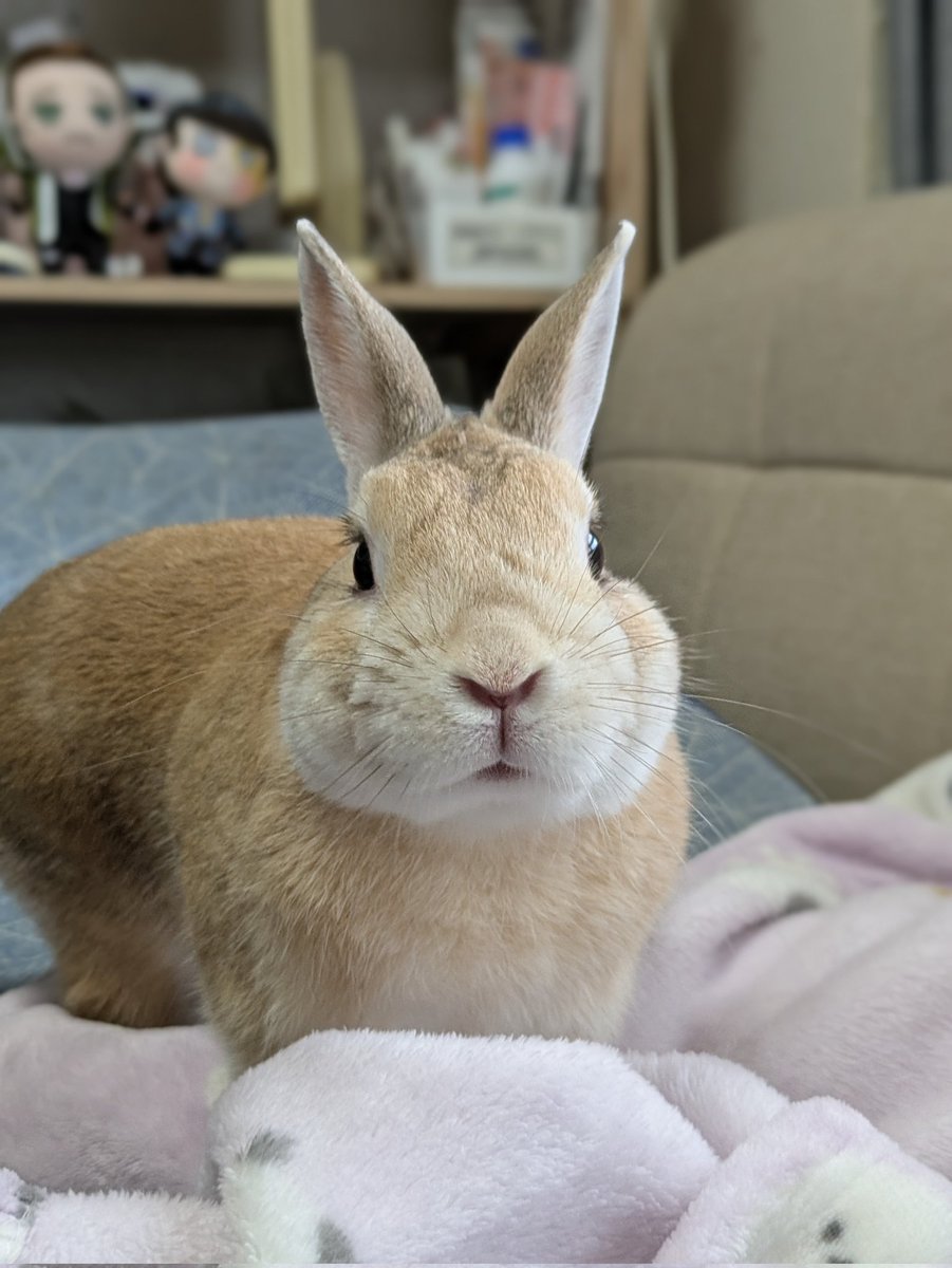 dslYZN1H3Z10187's tweet photo. 🐰おはようございます☁️
ココです(^^♪💕
昨日はたくさんのお祝いありがと〜ございました(〃∇〃)💕
とってもうれしかったです♪
みなさん、これからも仲良くしてね～💕 https://t.co/gGr9itBgi9