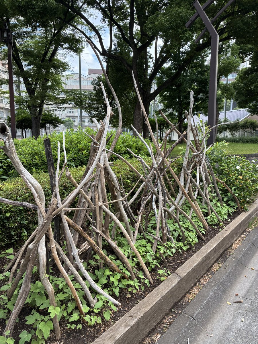 CleanupFrontier's tweet photo. おはようクリーンナップ
雲が多い朝は少し肌寒いです
公園のベンチには飲み残しの空き缶や
菓子のビニール袋が散乱してました
花壇のひまわりと朝顔も順調に伸びてます
クチナシの花が咲き始めたので
近くに行くと甘い良い香りがします
みなさん良い週末をお過ごしください
 #みなとクリーンアップ！ https://t.co/IF5m6PEUmx