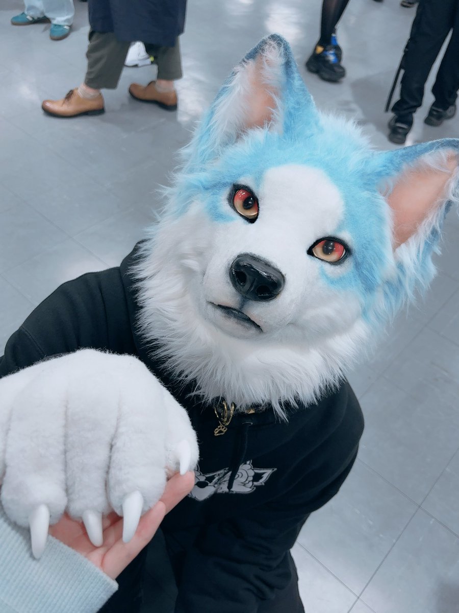 0w0lf_1019's tweet photo. 狼だけど犬みたいな砦狼でもみて https://t.co/Z0k4XOO8H3