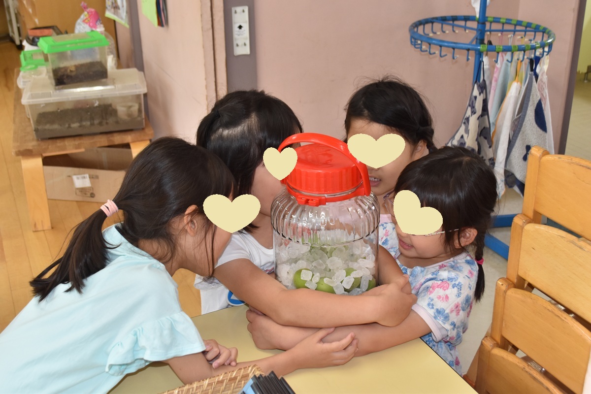 SBKG_PR's tweet photo. 年長は梅シロップを仕込みました！丁寧にへたを取って、氷砂糖につけます。
そして、最後に「おいしくなぁれ」の魔法をかけました♪ https://t.co/uHVkKPHsug