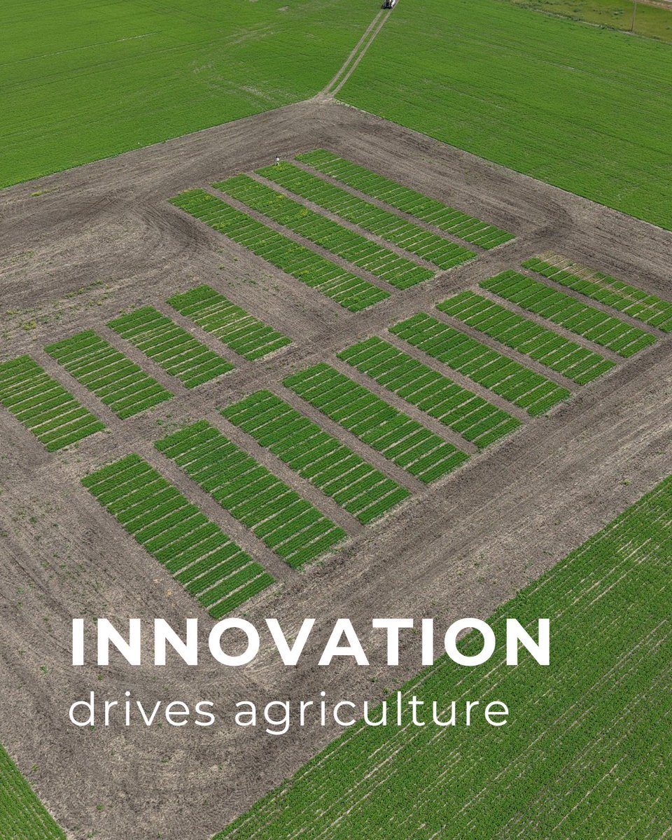 condiegenetics's tweet photo. Research and field evaluation remain central to understanding how genetics perform across changing environments and growing conditions. Continuous improvement, long-term testing, and real field observations all play a role in advancing genetics for the future. https://t.co/ZcD74evXD9