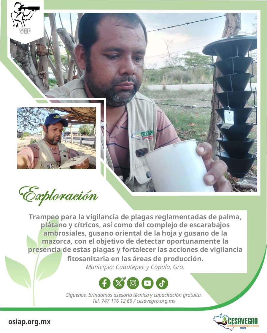 cesavegro's tweet photo. 𝐕𝐢𝐠𝐢𝐥𝐚𝐧𝐜𝐢𝐚 𝐄𝐩𝐢𝐝𝐞𝐦𝐢𝐨𝐥𝐨́𝐠𝐢𝐜𝐚 𝐅𝐢𝐭𝐨𝐬𝐚𝐧𝐢𝐭𝐚𝐫𝐢𝐚. Conoce las actividades realizadas por el personal técnico del proyecto.

#cesavegro #agricultura #sanidadvegetal #guerrero https://t.co/bHYROmbnQA