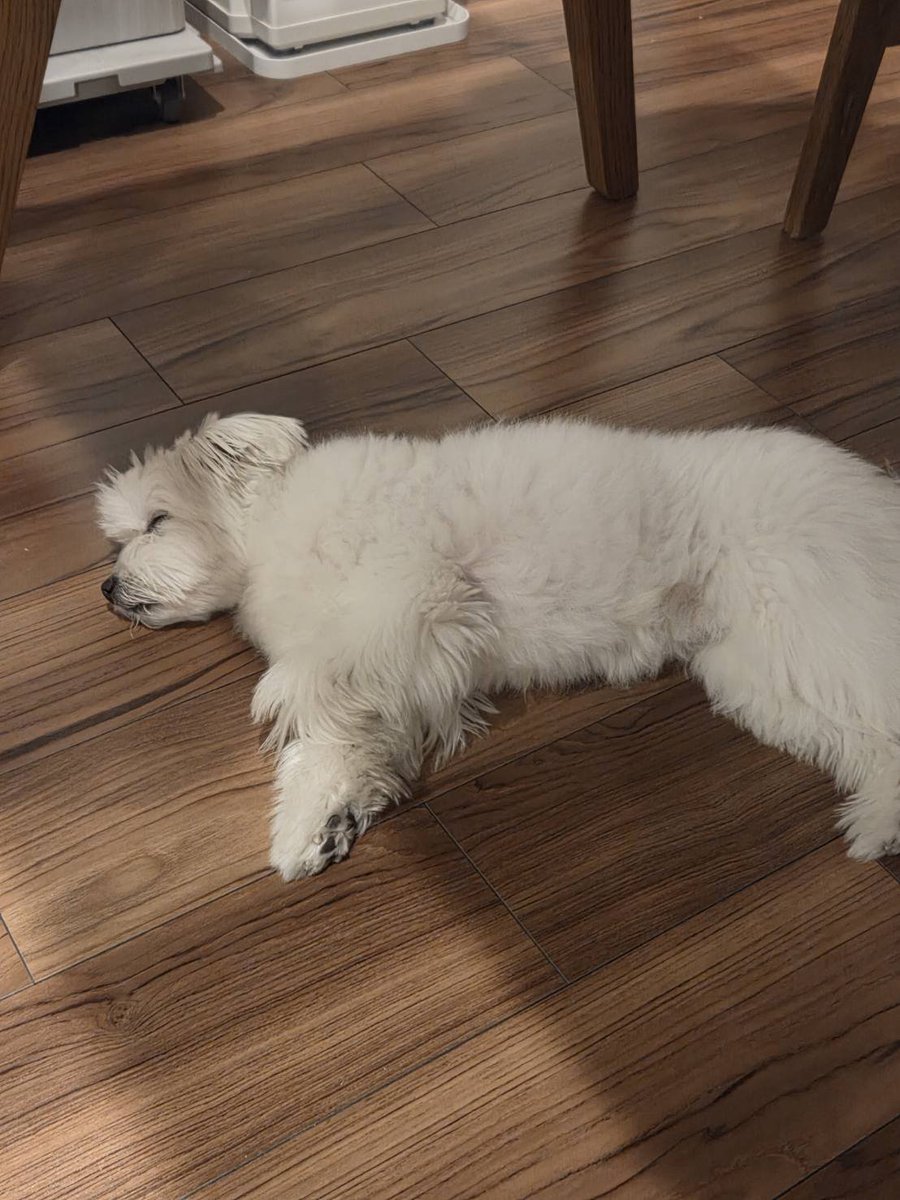 MRTshimura's tweet photo. おはようございます🌞

毛がのびてきて暑そうです🥵
冷たい場所を求めて、床を定期的に移動します🤭

さて、今日もがんばっていきましょー🙌🙌 https://t.co/QkkPn2DsG8