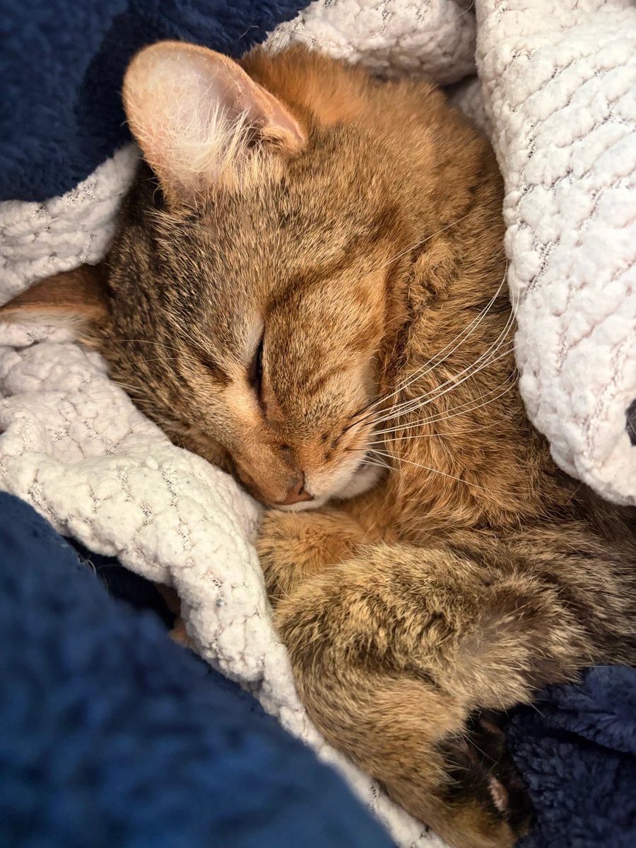 TheTeawrex's tweet photo. Hey y'all, I don't post here anymore really but for those who might care, we had to put Buns down after her long life of love. https://t.co/oAeLbAWhyx