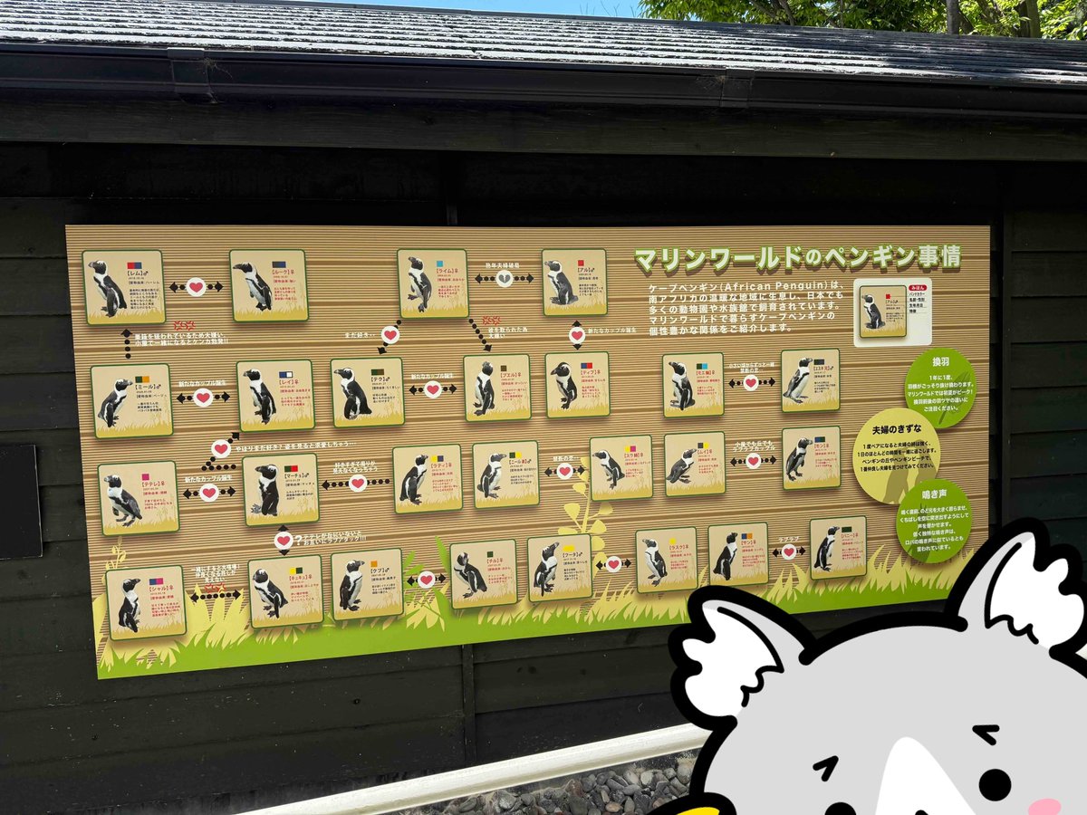 nihon_vcs's tweet photo. おはようございます🐧
今の福岡の天気は曇りです
今日は水族館のペンギンの写真です!
この日は暑かったのでとても気持ちよさそうに泳いでいました!
写真2枚目はペンギンたちの相関図です💥
圧巻笑
今日もよろしくお願いします(飼い主)
#企業公式相互フォロー
#企業公式が毎朝地元の天気を言い合う https://t.co/iHke6zHF5L