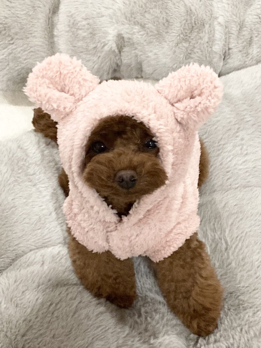 nicomaruno's tweet photo. 🐰 https://t.co/BFxItU1ny2