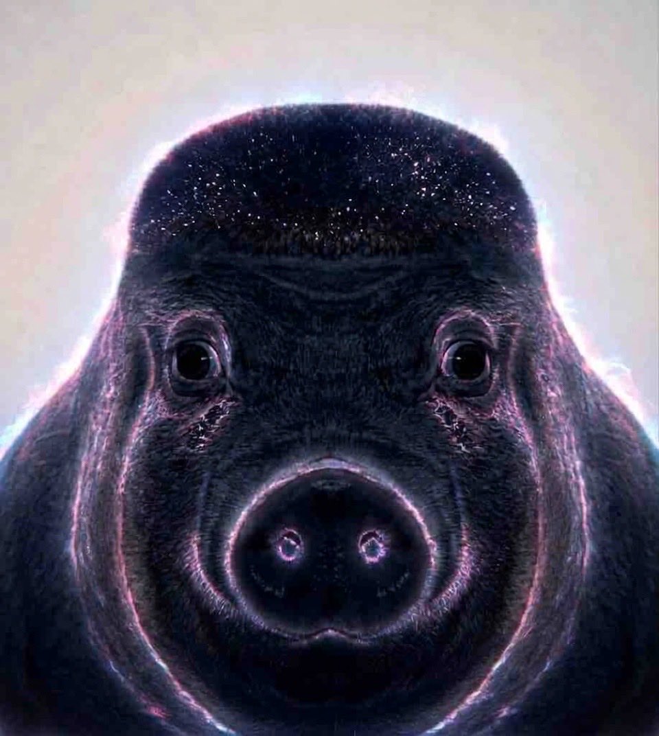 HowlingHawg's tweet photo. Antimatter Wigger Pigs https://t.co/fcxaMZaABn