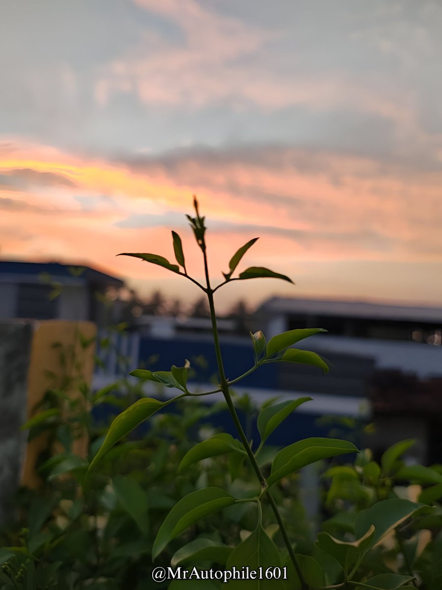 MrAutophile1601's tweet photo. Even the smallest leaf knows how to reach the sky — no noise, just consistency.🌿🌅

📸: @MrAutophile1601 Realme 9 Pro 5g 

#NaturePhotography #Photography #PhotoOfTheDay #Photo #Photographer #PicOfTheDay #Pic #SunsetVibes #GOLDENHOUR #PhotographyOnX  #Leaf https://t.co/6H2Sovgoqq