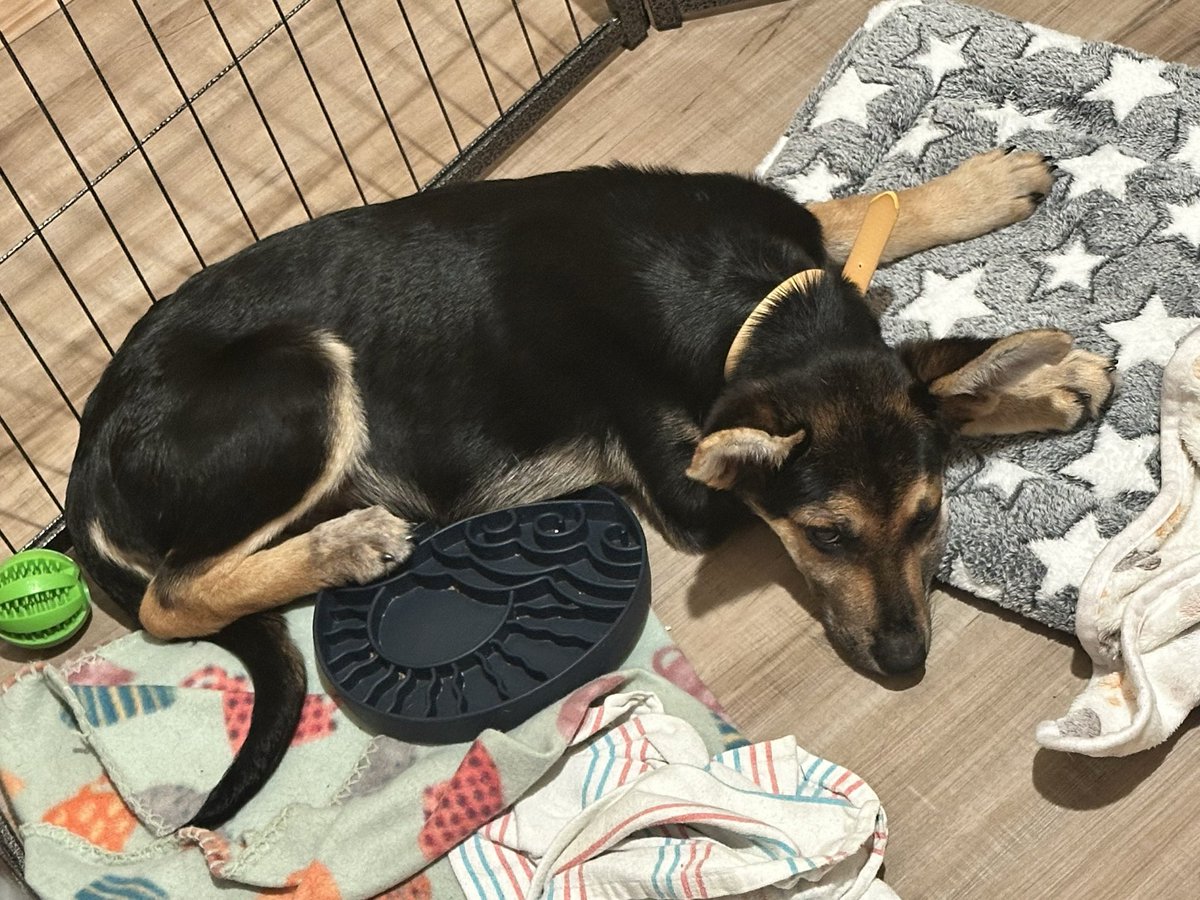 HowdyItsJo's tweet photo. update on the dumped puppy: thanks to donations, our rescue, and my sister’s constant monitoring, IV administration, and quarantine facilitation….

Onyx had survived parvo and is gaining weight!! He’s grown so much now he has the proper nutrition! Almost 5pounds difference! https://t.co/uVbgYsDKE9