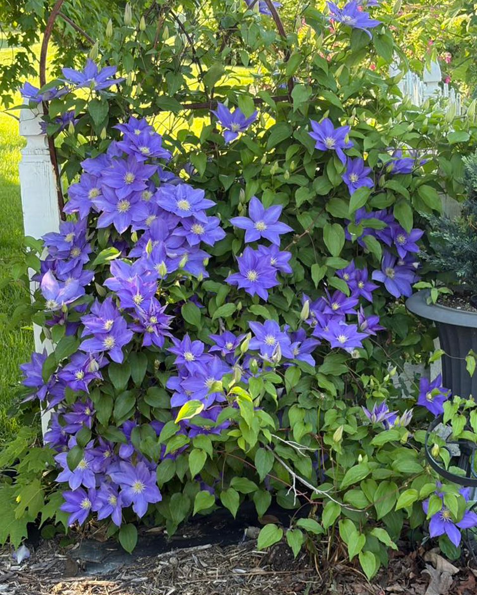 FastGrowingTree's tweet photo. Here are some of our favorite photos that you shared with us last week! 📸🌿

Pictures by Connie Blake Thingstad, Rather Shaib, Vicky Pokorski, and Stan Garrels.

Thank you for sharing what you grow! 🌳

#Gardening https://t.co/XtURoJ162d