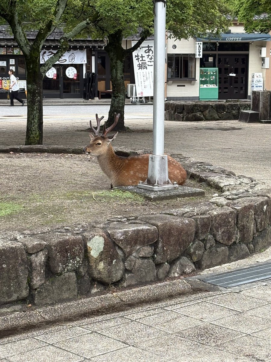 こま。 tweet media