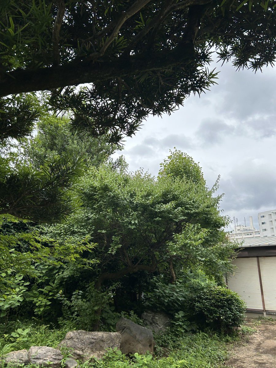 nobarako's tweet photo. おはようございます🍀

6月5日金曜日
東京・駒込
野ばら社の庭は曇っています☁️

さあ 今日も
元気で、幸福で、
今日も励みます。
健康を祈ります。 https://t.co/YgSjXUXblj