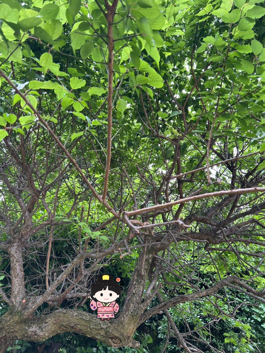 nobarako's tweet photo. おはようございます🍀

6月5日金曜日
東京・駒込
野ばら社の庭は曇っています☁️

さあ 今日も
元気で、幸福で、
今日も励みます。
健康を祈ります。 https://t.co/YgSjXUXblj