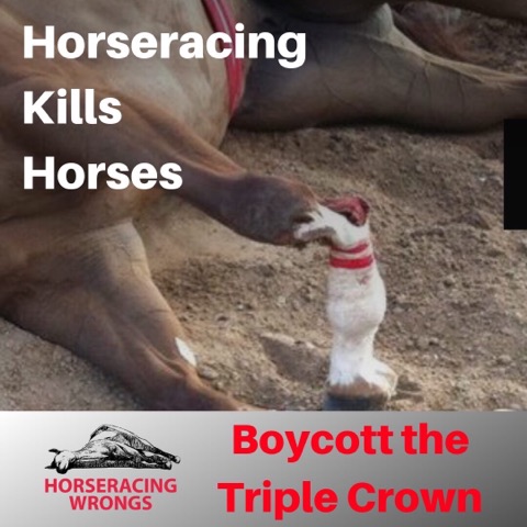 racingwrongs's tweet photo. Death @ the track is broken necks, severed spines, ruptured ligaments &amp; shattered legs– occasionally shattered so severely that the limb remains attached to the rest of the body by skin or tendons only. #BelmontStakes #EndHorseracing #Saratoga #Belmont #AnimalCruelty #TripleCrown https://t.co/g3llc9IiOS