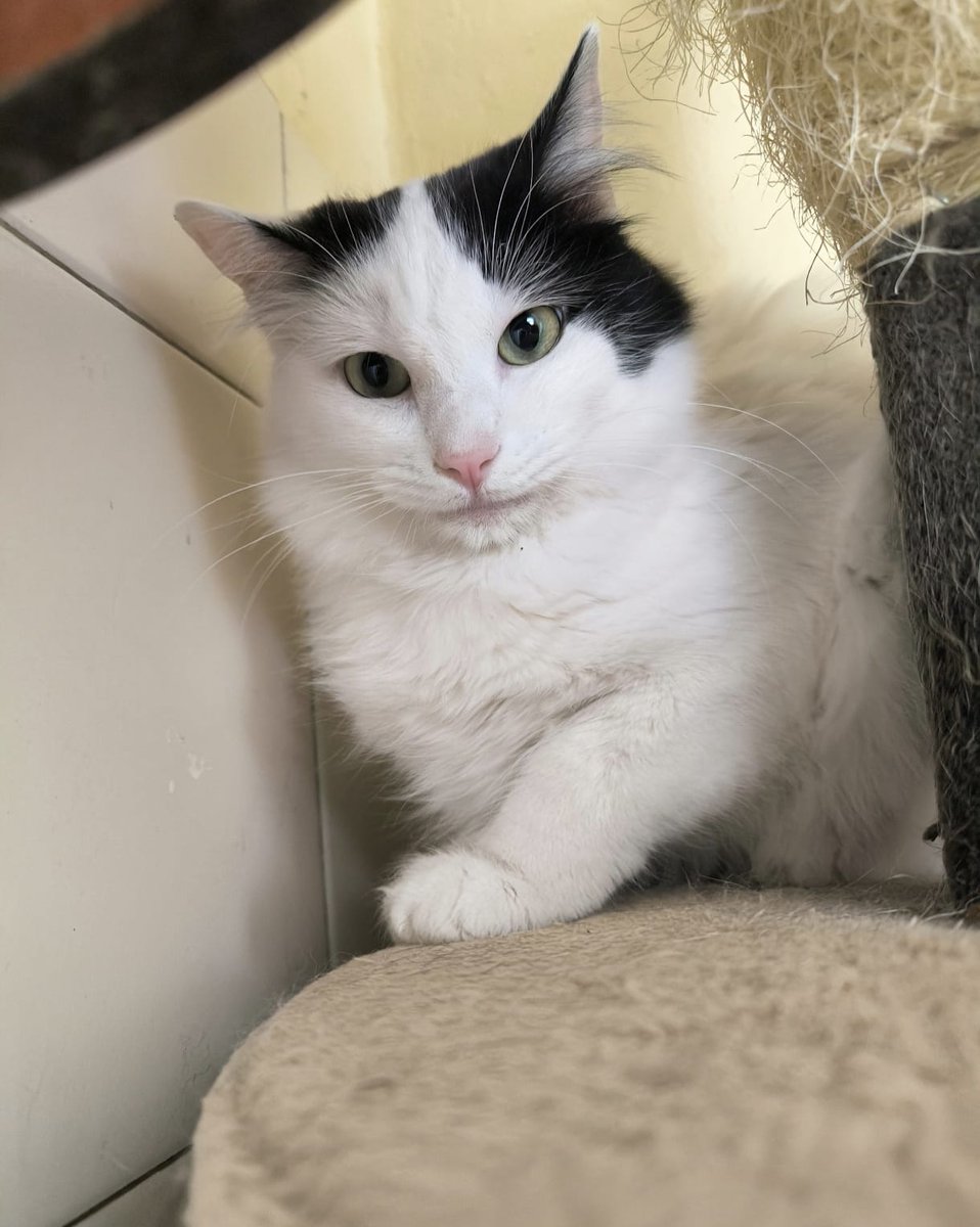 arca_satoshi's tweet photo. Michigente,  ¿han pensado que ustedes también pueden ganar si nos ayudan a promover a nuestros adoptables como la preciosa Iris? 👀

Pues si, michigente,  se puede.  ¿Qué tal que comparten la info a su crush y ya luego se casan con su persona y son felices con su michie? ¿Que tal que convencen a su jefe de adoptar y les sube el sueldo y el puesto? ¿Que tal que conocen a un amigo/a nuevo/a porque ustedes ayudaron a promover la adopción de una michie hermosa, preciosa, tímida, peluda pero muy jacarandosa como Iris? ¿Que tal que comparten que nuestro número WhatsApp es el 55 1935 9577 y que ahi les damos más informes? Uuuy, muchigente, yo veo un win-win, nomas es cosa de que con una acción cambien el rumbo de la vida. 😜🤭

#CDMX