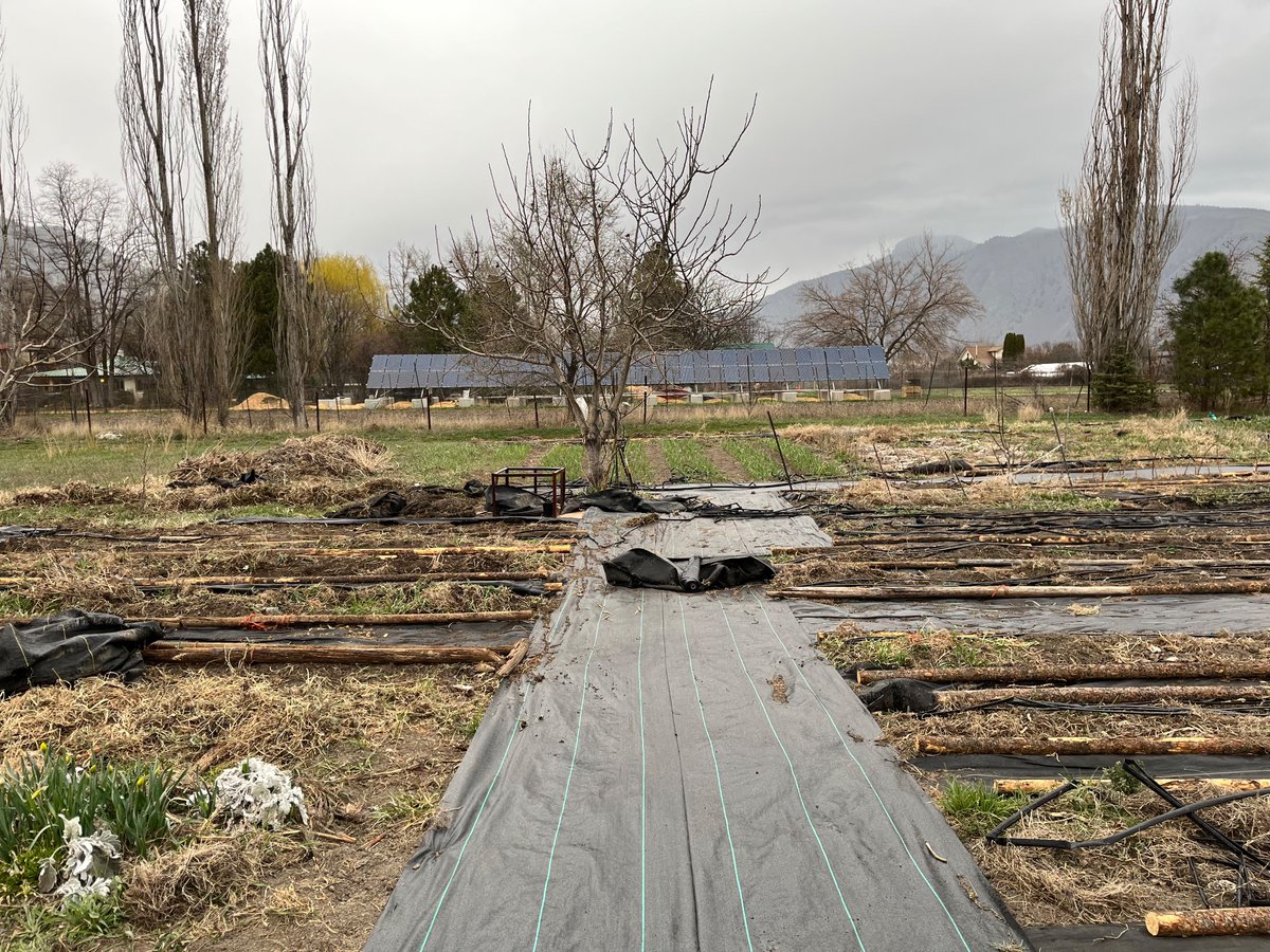 yunawinter's tweet photo. Garden progress:  April to June https://t.co/5r3Ra47WiN