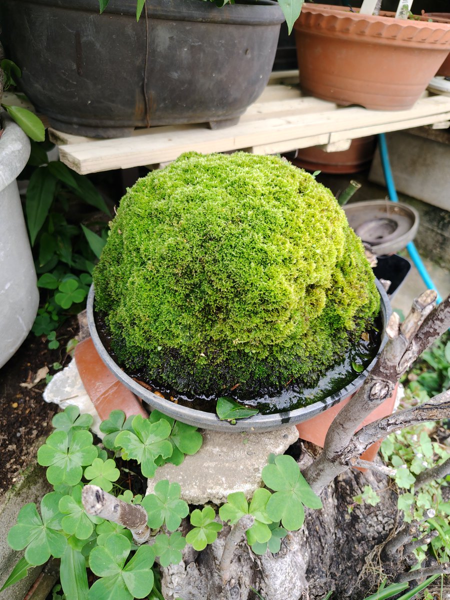 苔玉。 #狼屋散歩部