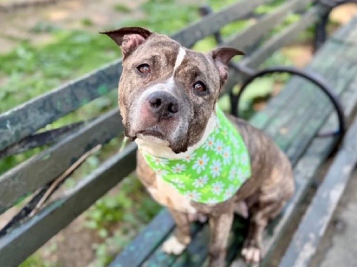 MoishesMom's tweet photo. A juxtaposition of two pups who lost their lives today in NYC…beautiful bereft brindle Cattleya, the gentlest of souls, who somehow seemed to know her fate, that no one would come for her, love her, want her….I feel such sadness for her & for a human who missed out on the chance to save her….And then, there’s Mr. Wiggles, a bundle of  joy, a gorgeous young pup, who judging by his name, was wiggly & energetic…a lover of Stuffies, a Blue dinosaur 🦖gripped between his paws….Two different pups with different backgrounds & personalities who fell victims of the 🇺🇸 kill pound system…where municipal staff play Russian roulette with the lives of unsuspecting sentient beings….I honestly don’t know how much longer I can write these stories of loss, this senseless fucking loss….