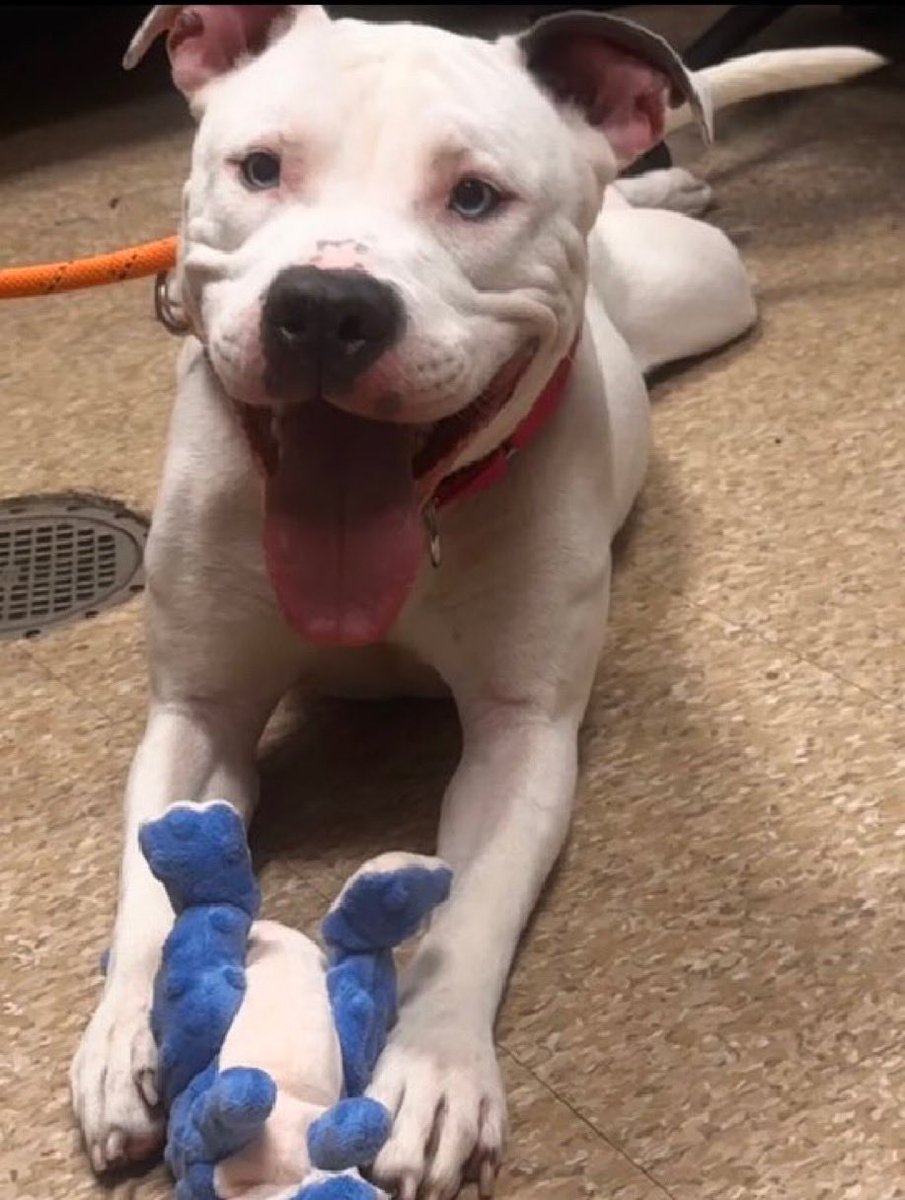 MoishesMom's tweet photo. A juxtaposition of two pups who lost their lives today in NYC…beautiful bereft brindle Cattleya, the gentlest of souls, who somehow seemed to know her fate, that no one would come for her, love her, want her….I feel such sadness for her & for a human who missed out on the chance to save her….And then, there’s Mr. Wiggles, a bundle of  joy, a gorgeous young pup, who judging by his name, was wiggly & energetic…a lover of Stuffies, a Blue dinosaur 🦖gripped between his paws….Two different pups with different backgrounds & personalities who fell victims of the 🇺🇸 kill pound system…where municipal staff play Russian roulette with the lives of unsuspecting sentient beings….I honestly don’t know how much longer I can write these stories of loss, this senseless fucking loss….