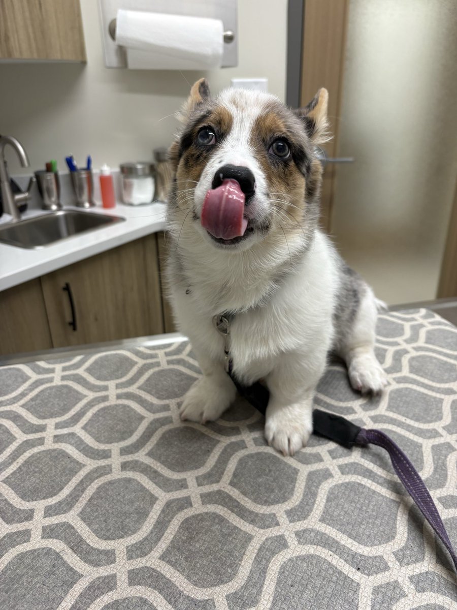 daigneault1212's tweet photo. Today was vet day! I'm 5kg now! 
10/10 boopable snoop. https://t.co/7RgvDuysAI