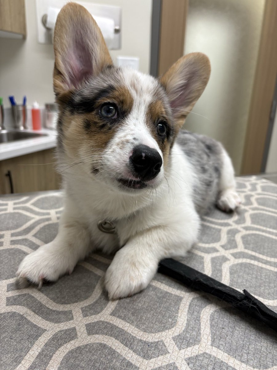 daigneault1212's tweet photo. Today was vet day! I'm 5kg now! 
10/10 boopable snoop. https://t.co/7RgvDuysAI