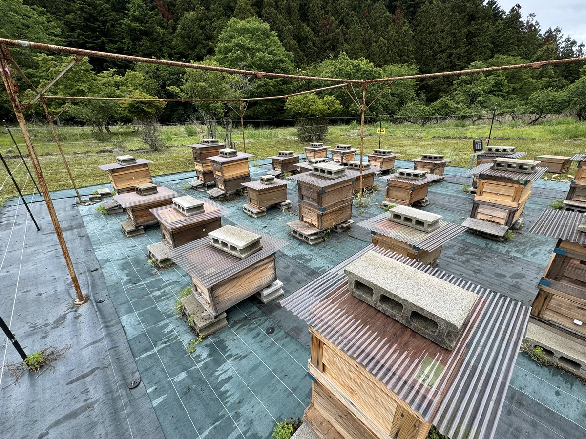 83cochi's tweet photo. 雨の隙間を縫って内検🐝
あっという間に3時間…💦 https://t.co/02JID7R2BW