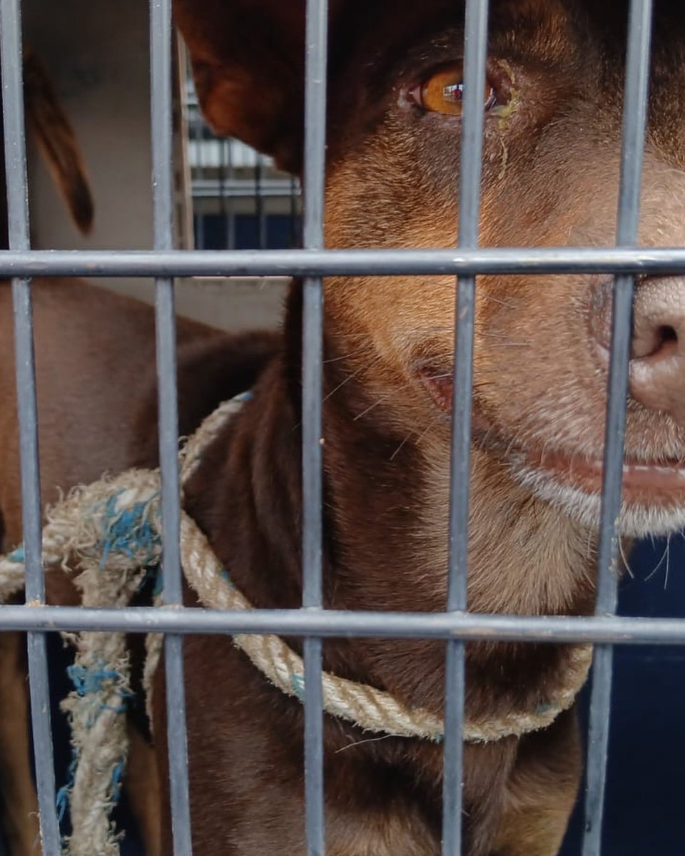 UBAQuito's tweet photo. 🚨🐾 #QuitoEnControl |
Uno de los casos que atendimos refleja la importancia de cuidar tanto el bienestar animal como las realidades humanas que existen detrás de cada situación.
Tras una denuncia ciudadana y varias intervenciones en un inmueble del sector del Parque Itchimbía https://t.co/iipwbzqTZg