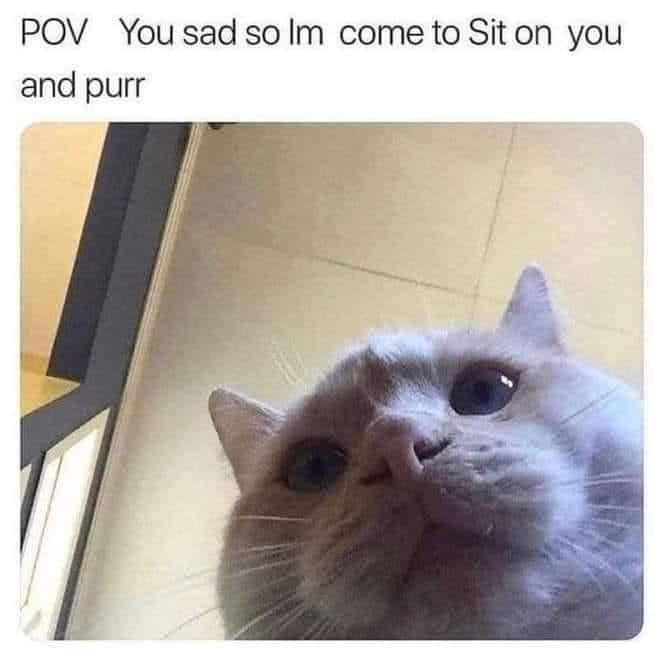 WholesomeMeme's tweet photo. https://t.co/DddESLf8iN