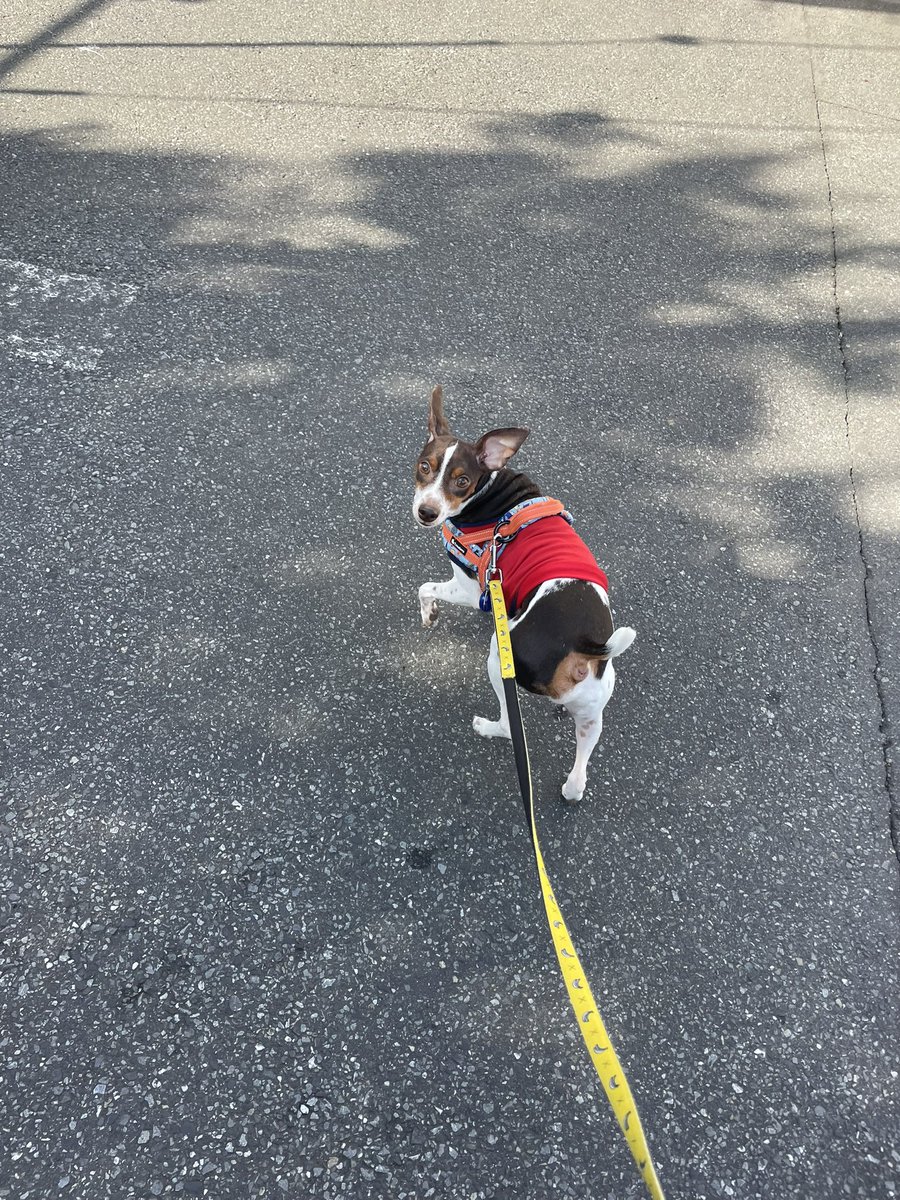 onz_ray's tweet photo. 散歩嫌いな犬ですが時々は散歩にでます🤭 https://t.co/klieslWYEi