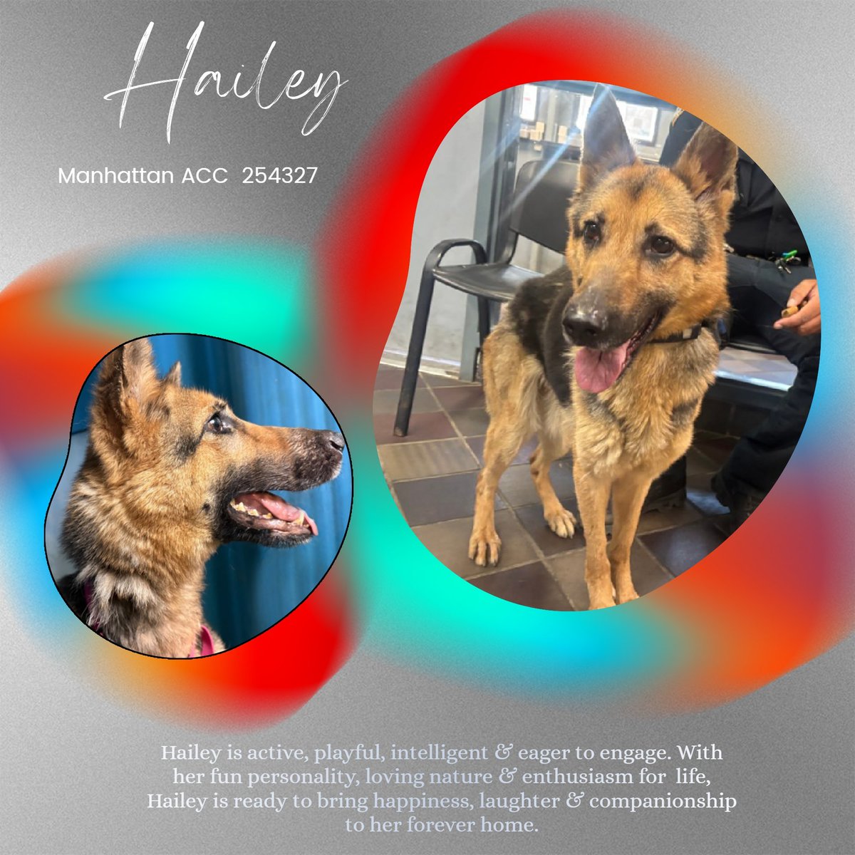 notthesameone2's tweet photo. @SabaMekaZeus Hailey's resume: https://t.co/e6e6AIbKao