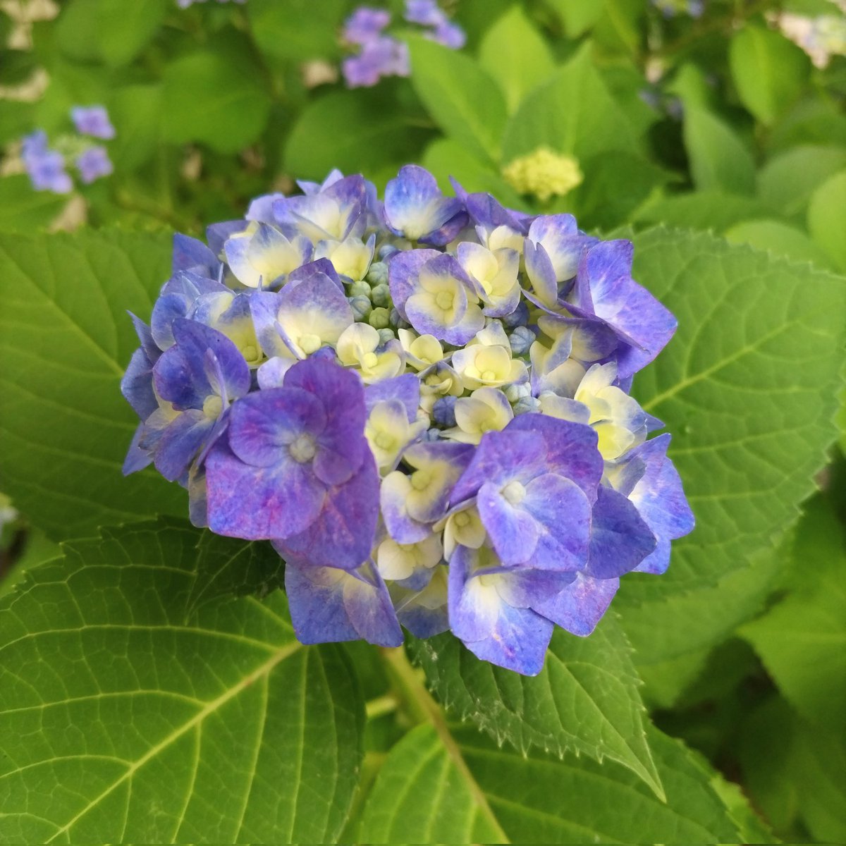 mayou_flower's tweet photo. もう、紫陽花の季節でやんす。

#flowerstagram 
#花が好きな人と繋がりたい 
#花のある風景 https://t.co/gBOJBKHj8U