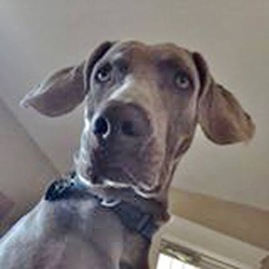 deadmanlagging's tweet photo. Hey @slcpd, do you remember that time in 2014 when you shot a dog in the owner’s backyard when you failed to search the basement of the parent’s house while searching for a missing kid?  I ‘memba. https://t.co/Zl0eqyMEk8