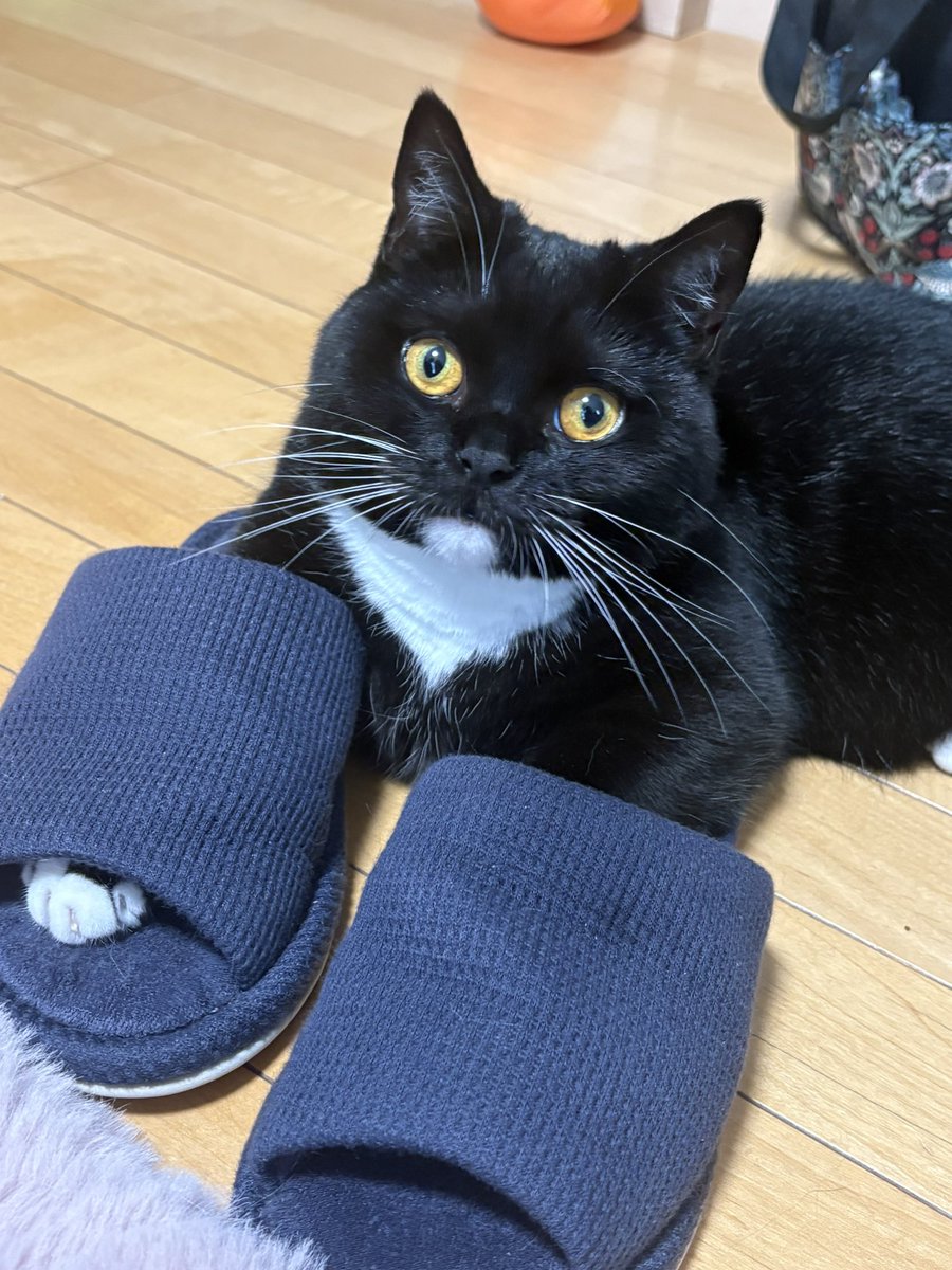 tavi_sapien_s's tweet photo. 両前足にスリッパ履いてる https://t.co/wUHjMOBc8i
