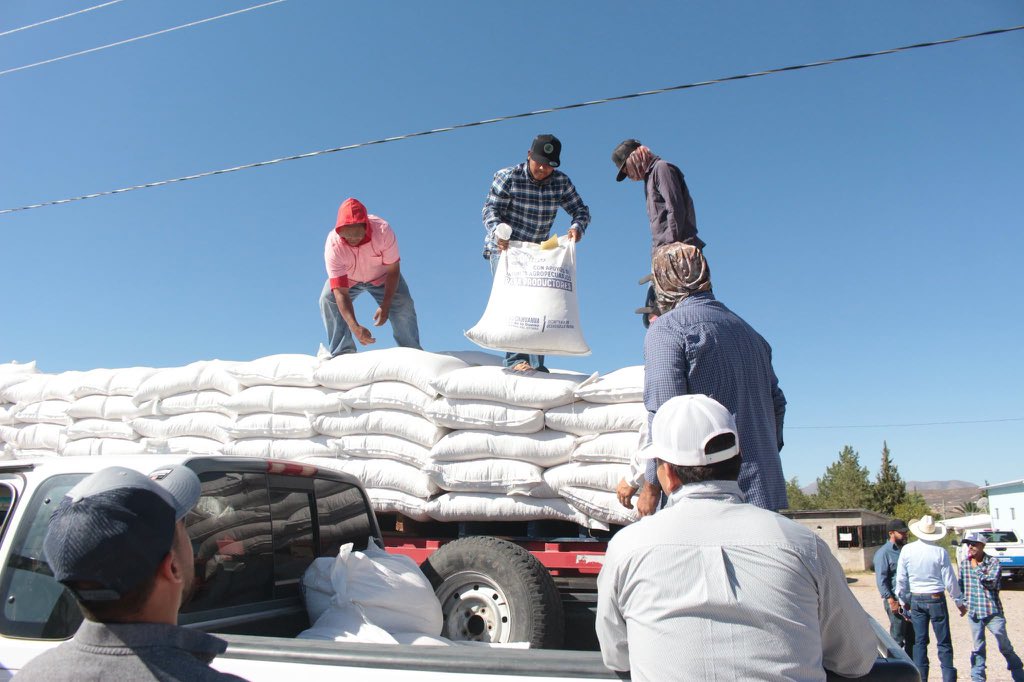 GobiernoEdoChih's tweet photo. 🌽🤝 En Chihuahua seguimos acompañando a las y los productores que día con día sostienen la actividad pecuaria de nuestro estado.

Con la entrega de maíz en Satevó fortalecemos la alimentación del ganado y apoyamos directamente a las familias que trabajan y viven del campo.

Seguimos presentes donde más se necesita, respaldando al sector rural con acciones que generan resultados.

#CuentaConmigo