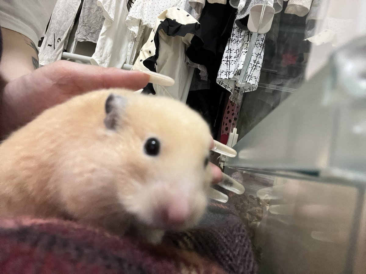 nonnon_sun's tweet photo. きのうは  支えてもらいながら  1周
できましたわ( ᐡᴗ ̫ ᴗᐡ) 🪄◝✩

はるちゃんゆっくり過ごそうね🥲 https://t.co/EMV8SeXzpb