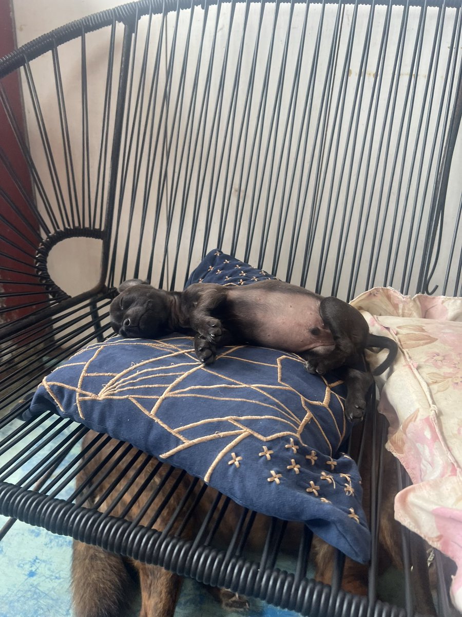firulaisasalvo's tweet photo. No logré todavía transporte para Cachimba chiquito y panzón, pero estoy en ello. Primero me centraré en eso y luego en su adopción 🙏

Si alguien quiere apoyar con sus gastos se lo agradeceremos mucho. 

Es tan gracioso, listo y pizpireta que lo amamos ya hasta el infinito 😍 https://t.co/IrjhgHJKZV