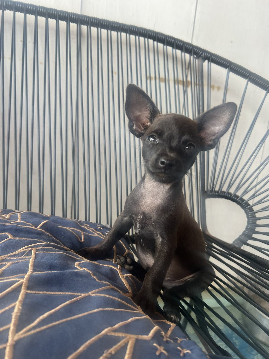 firulaisasalvo's tweet photo. No logré todavía transporte para Cachimba chiquito y panzón, pero estoy en ello. Primero me centraré en eso y luego en su adopción 🙏

Si alguien quiere apoyar con sus gastos se lo agradeceremos mucho. 

Es tan gracioso, listo y pizpireta que lo amamos ya hasta el infinito 😍 https://t.co/IrjhgHJKZV