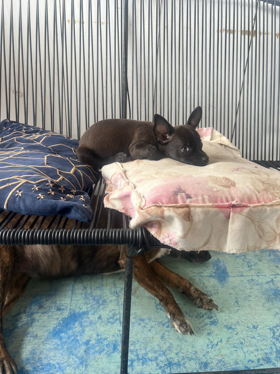firulaisasalvo's tweet photo. No logré todavía transporte para Cachimba chiquito y panzón, pero estoy en ello. Primero me centraré en eso y luego en su adopción 🙏

Si alguien quiere apoyar con sus gastos se lo agradeceremos mucho. 

Es tan gracioso, listo y pizpireta que lo amamos ya hasta el infinito 😍 https://t.co/IrjhgHJKZV