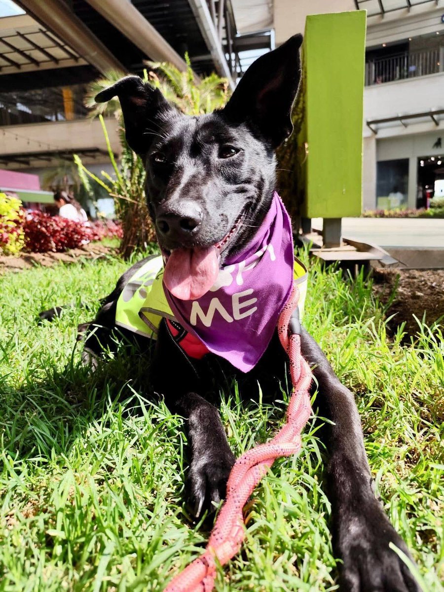 RescateAnimal's tweet photo. 🟢 ¿ME ADOPTAS?
¡Me llamo Bella! Conoce más 👇🏻

♀️ Hembra | 2 año | talla mediana
✴️ Mix de Pastor Mallinois negro 
✅ Desparasitada, vacunada y esterilizada
💟 Convive con perritos
🇲🇽 Adopción solo en CDMX 

☎️ ¡Conóceme!
Becky
https://t.co/veEP2b4M15 https://t.co/e5uFygj6il